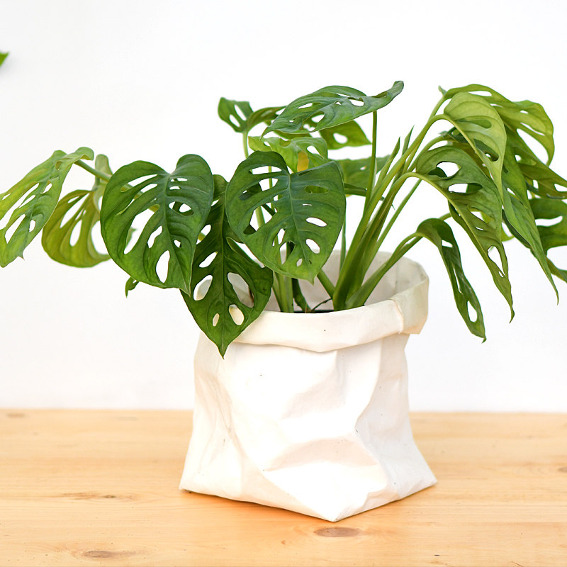 仙洞龟背 多孔龟背竹 迷你龟背竹 若慕 花园室内绿植花卉盆栽