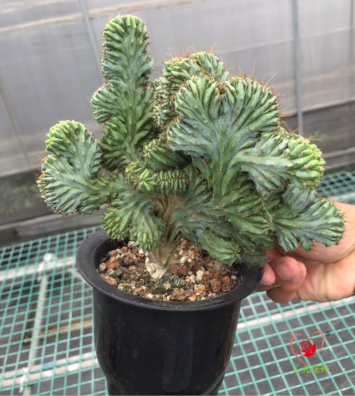 心儿花开园艺场龙神木缀化蓝神柱仙人柱缀化品种