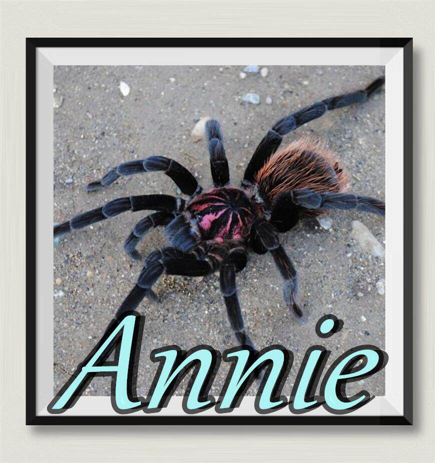 亚马逊蓝紫镭射网红宠物蜘蛛超高人气x属高端拥有霸气粗腿的巨人