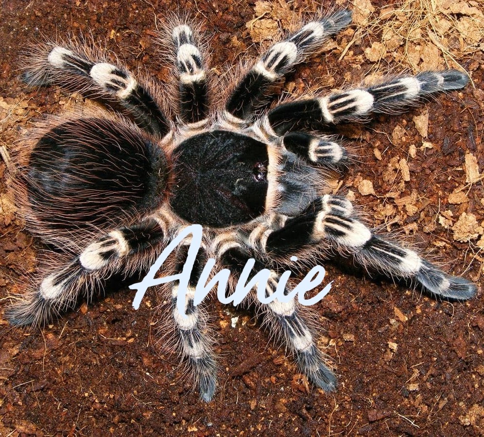 巴西白膝头超高人气入门级宠物蜘蛛捕鸟蛛