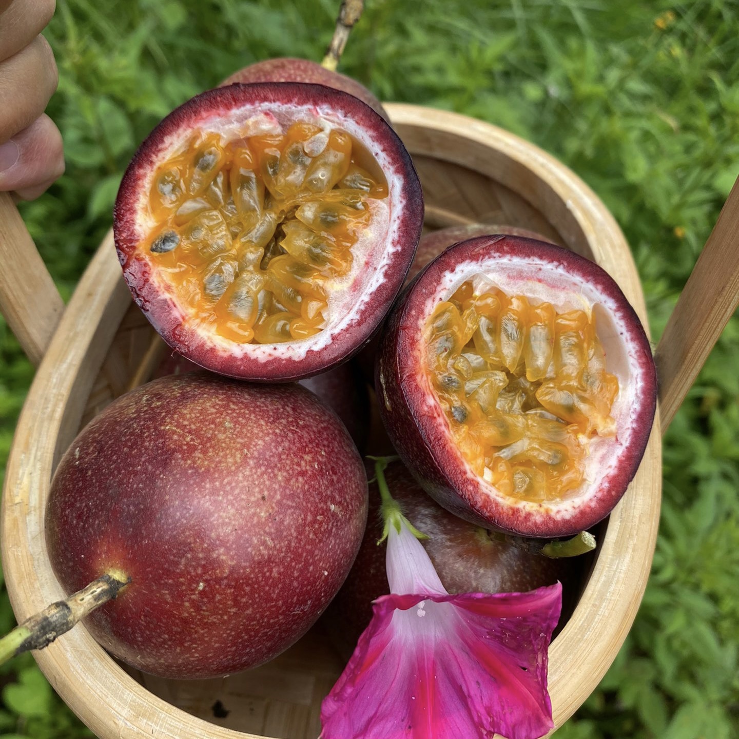 二掌柜海南紫红5斤百香果