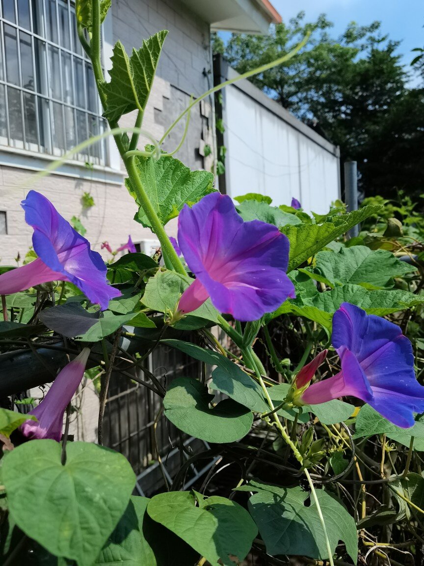 美国进口巨型宿根蓝紫变色大花牵牛花苗爬藤阳台庭院拱门多年生