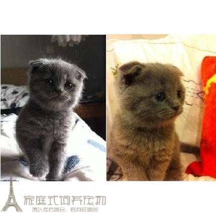 蓝猫和折耳猫配种图片图片