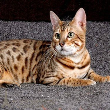 活猫_豹猫孟加拉豹猫金钱豹纹活猫咪幼猫小公猫活体宠物猫p优惠券