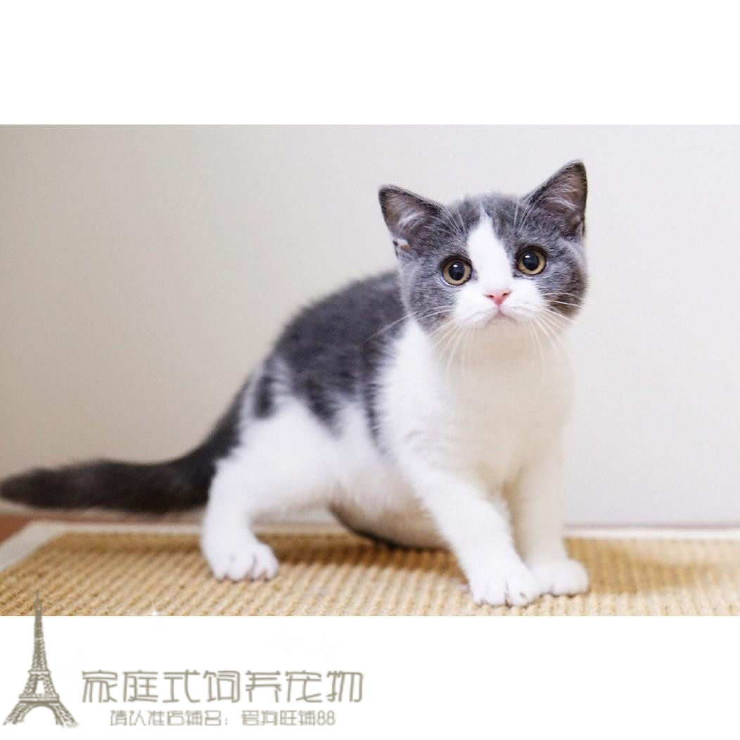 蓝白海猫舍赛级英短白猫纯种英国短毛猫英立耳猫咪
