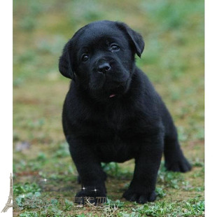賽級純種拉布拉多幼犬黑色寵物狗狗