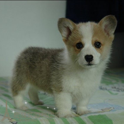 纯种包邮全到位双色柯基犬幼活体宠物狗温顺听话狗狗