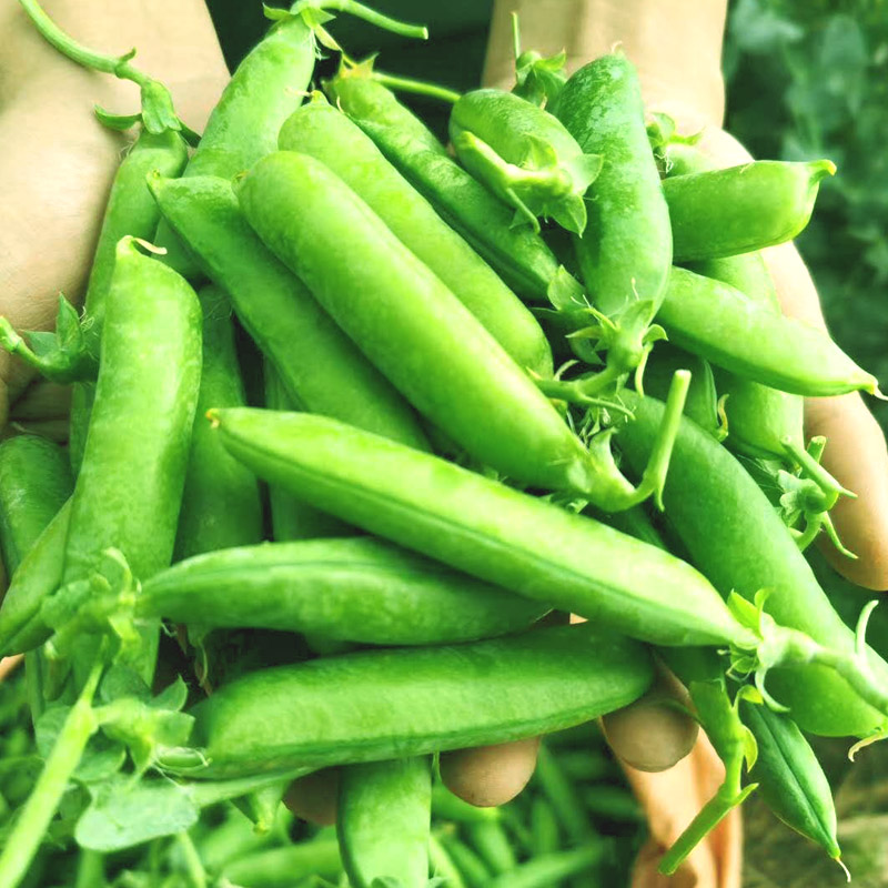 荷兰豆新鲜-特价促销-优惠券领取-价格|多少钱|什么牌子好-35优惠券网