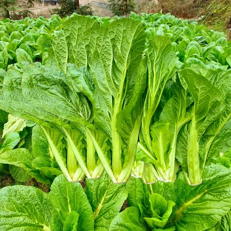 特价贵州黔东南特产酸菜_贵州特产农家新鲜露天疏菜大叶青菜芥菜泡