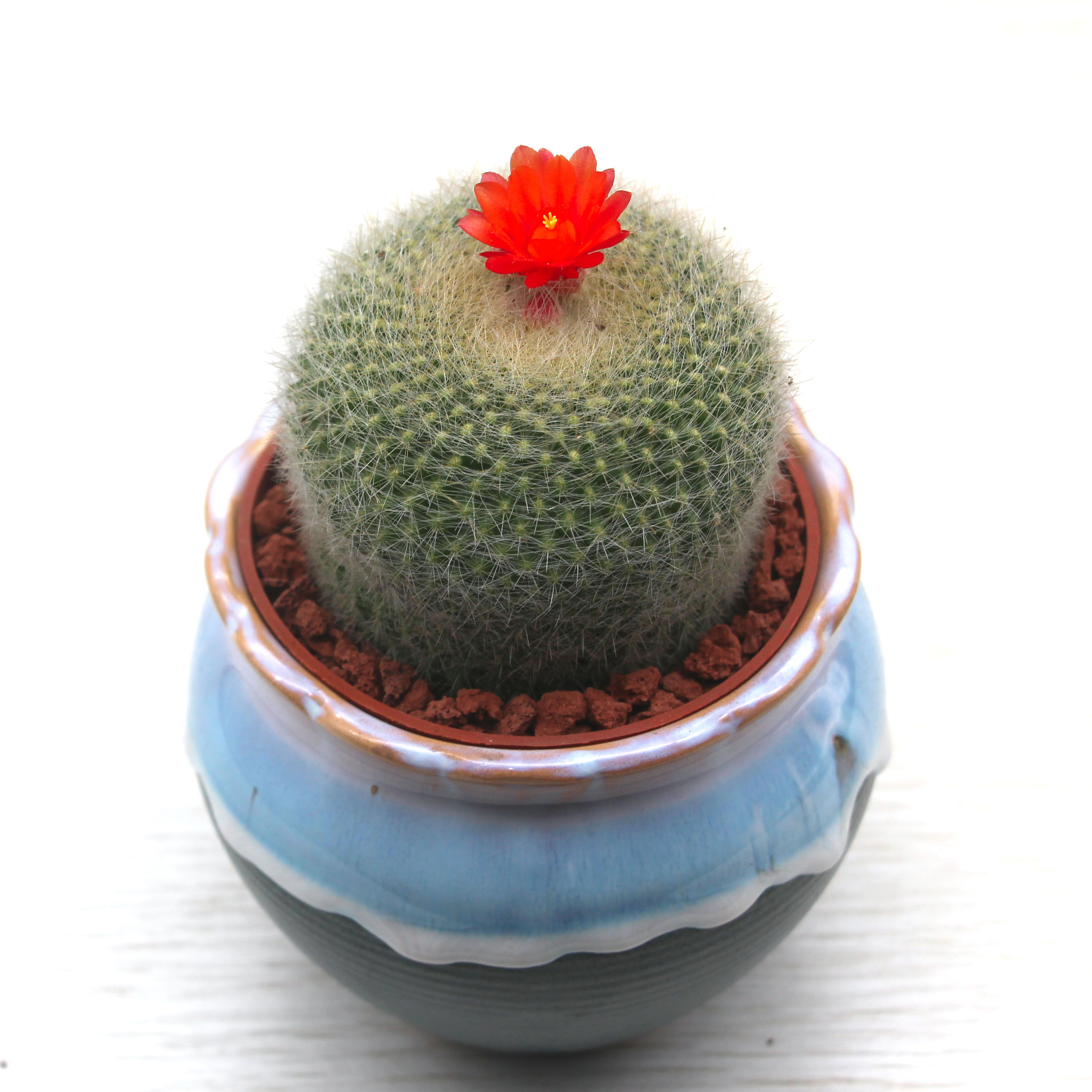 白雪光仙人球办公桌会开花红花防辐射仙人球科仙人掌免运费包邮