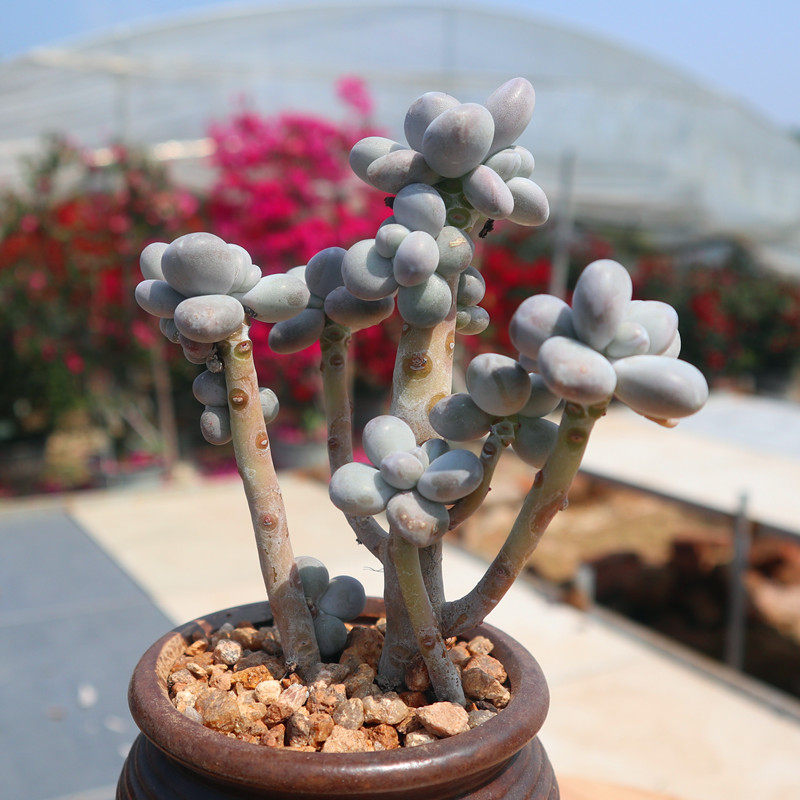 淘宝￥2折后价￥1永盛园艺多肉植物 星美人 白美人