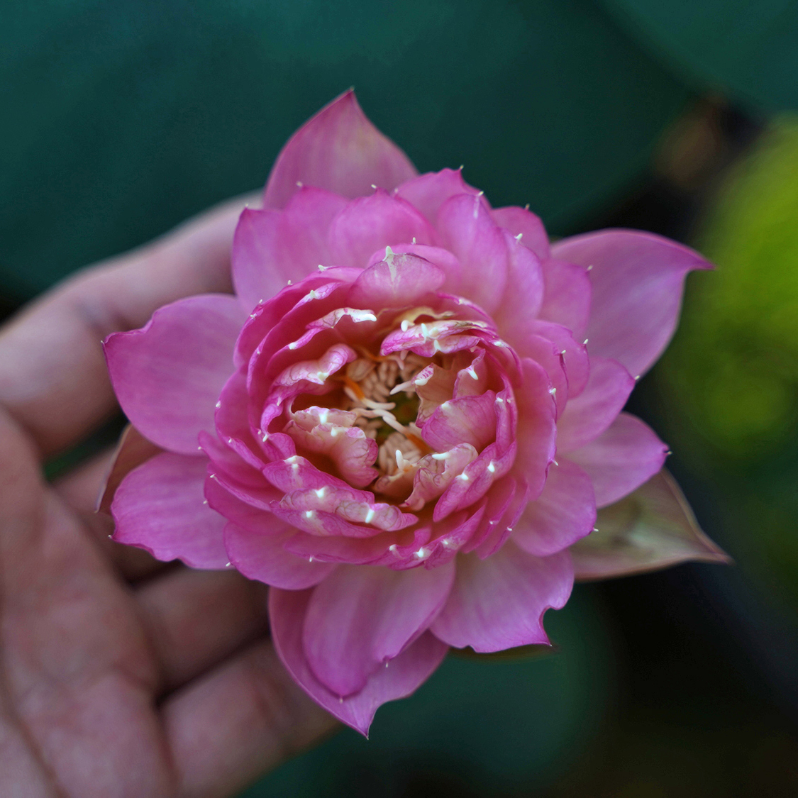 【金冠】周劲松家直播窗台阳台观赏小微型盆栽碗莲荷花种藕苗花卉