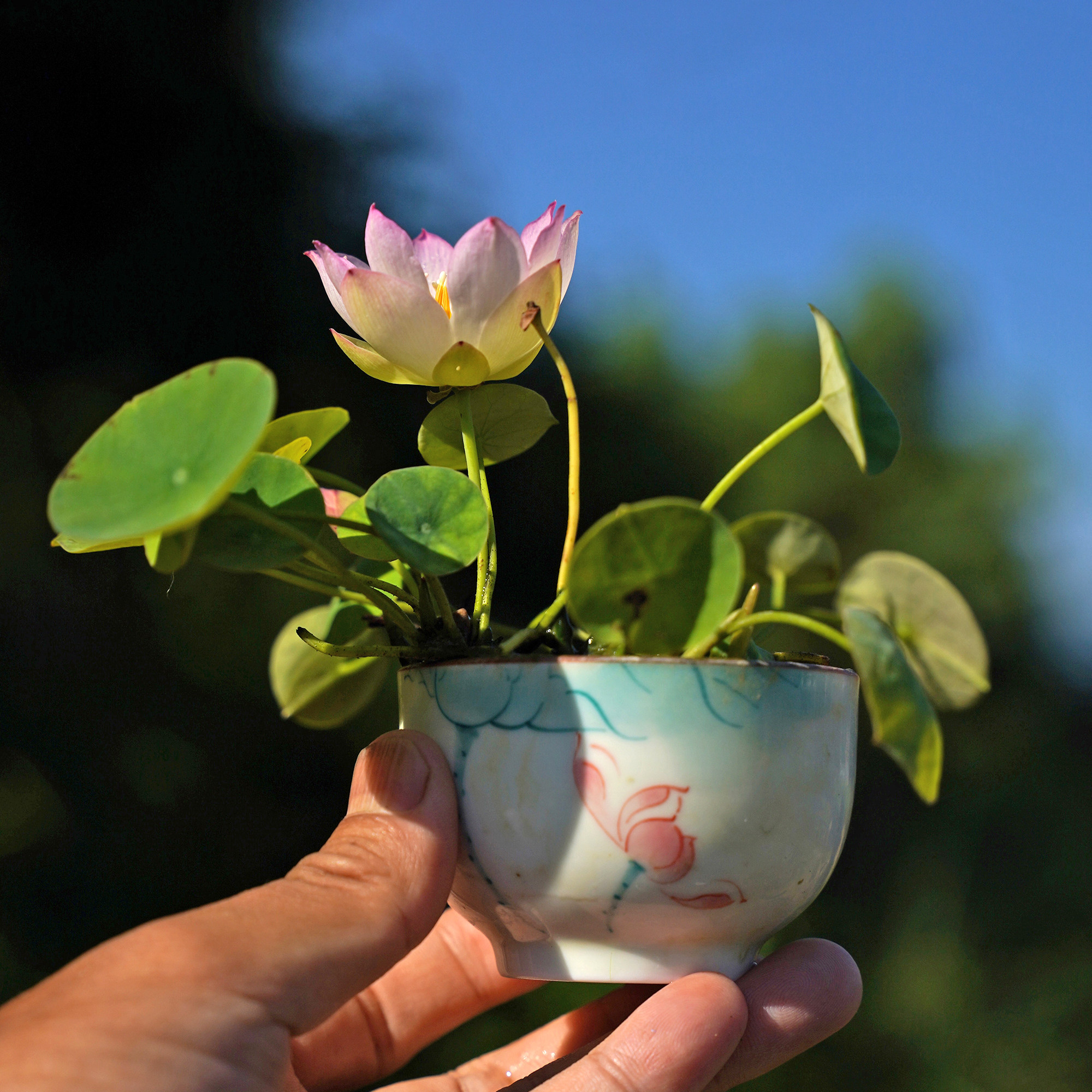 新品【纤·陌芸】永州周劲松家养小盆栽微型迷你碗莲荷花种藕苗卉