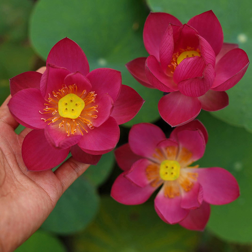 【来宾·火芙蓉】周劲松校长家03小盆栽荷花微型莲花碗莲种藕苗