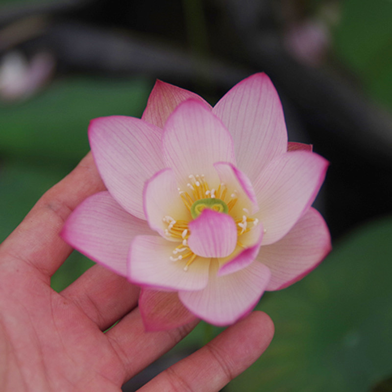 【粉妆61潇湘静姝】周劲松03校长家碗莲考槃斋碗莲种藕根茎不带花