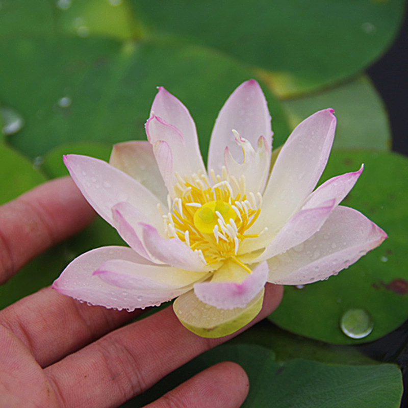 9立即购买包邮【惊艳61凤冠】周劲松03中型碗莲盆栽小荷花水生培