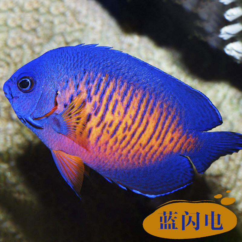 红闪电神仙鱼_红新娘鱼_红闪电鱼_锈红刺尻鱼_红奇刺尻鱼百科图片