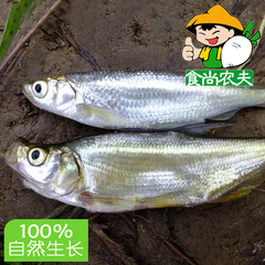 食尚农夫野生白条翘嘴鱼500克 绿色有机鲜鱼配送 广东满3斤包邮