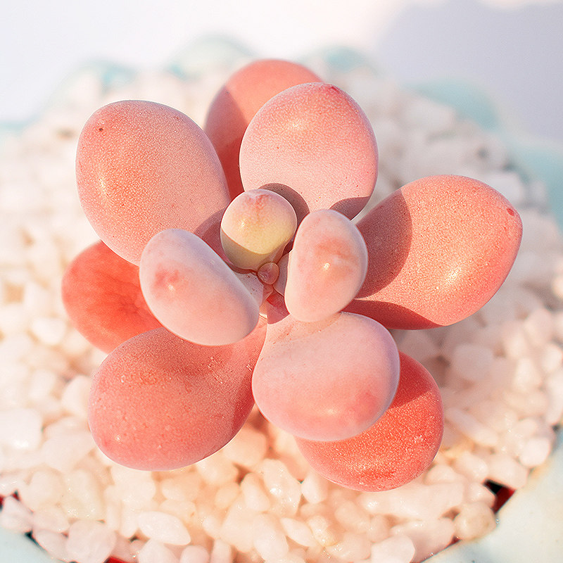 花匠多肉 多肉植物 桃蛋3cm 单头双头群生 粉色饱满萌肉肉嘟嘟