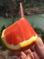 湖北秭归脐橙新鲜水果橙子 塔罗科血橙10斤 玫瑰血橙带血丝红肉橙