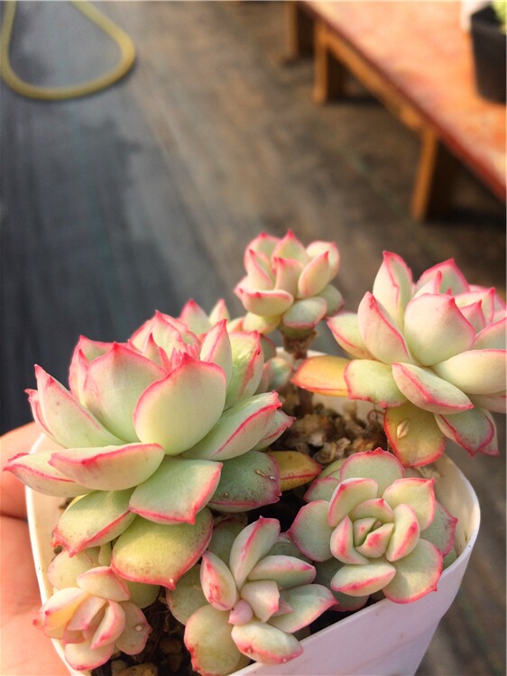 织锦 别致磨砂边 超美多肉植物一物一拍满包邮【念念时光多肉馆】