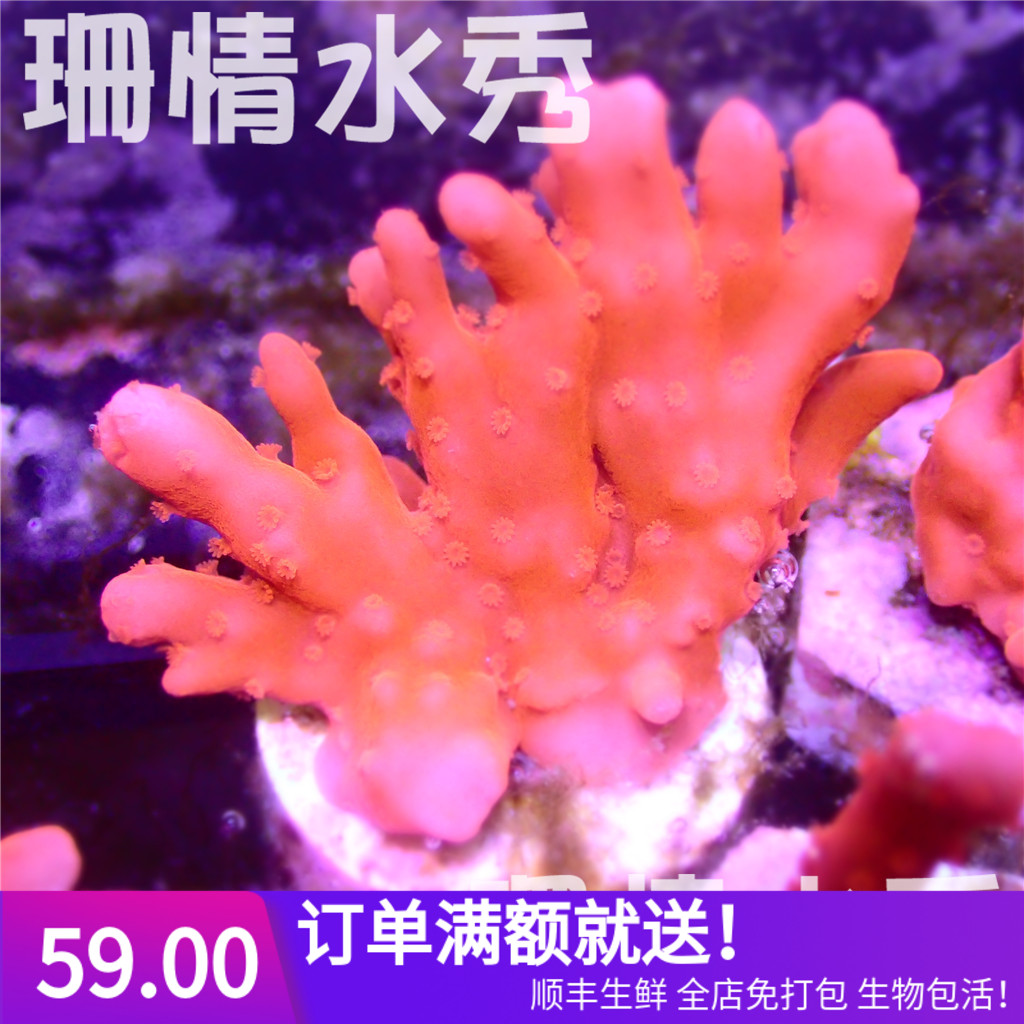 Red virus living thing Coral Bony SPS Snags whole country Shunfeng Air transport Homein the Pet/Pet food and supplies , Aqua World , Other aquarium pets category - from Buy2taobao.com to provide professional Taobao agent buy service