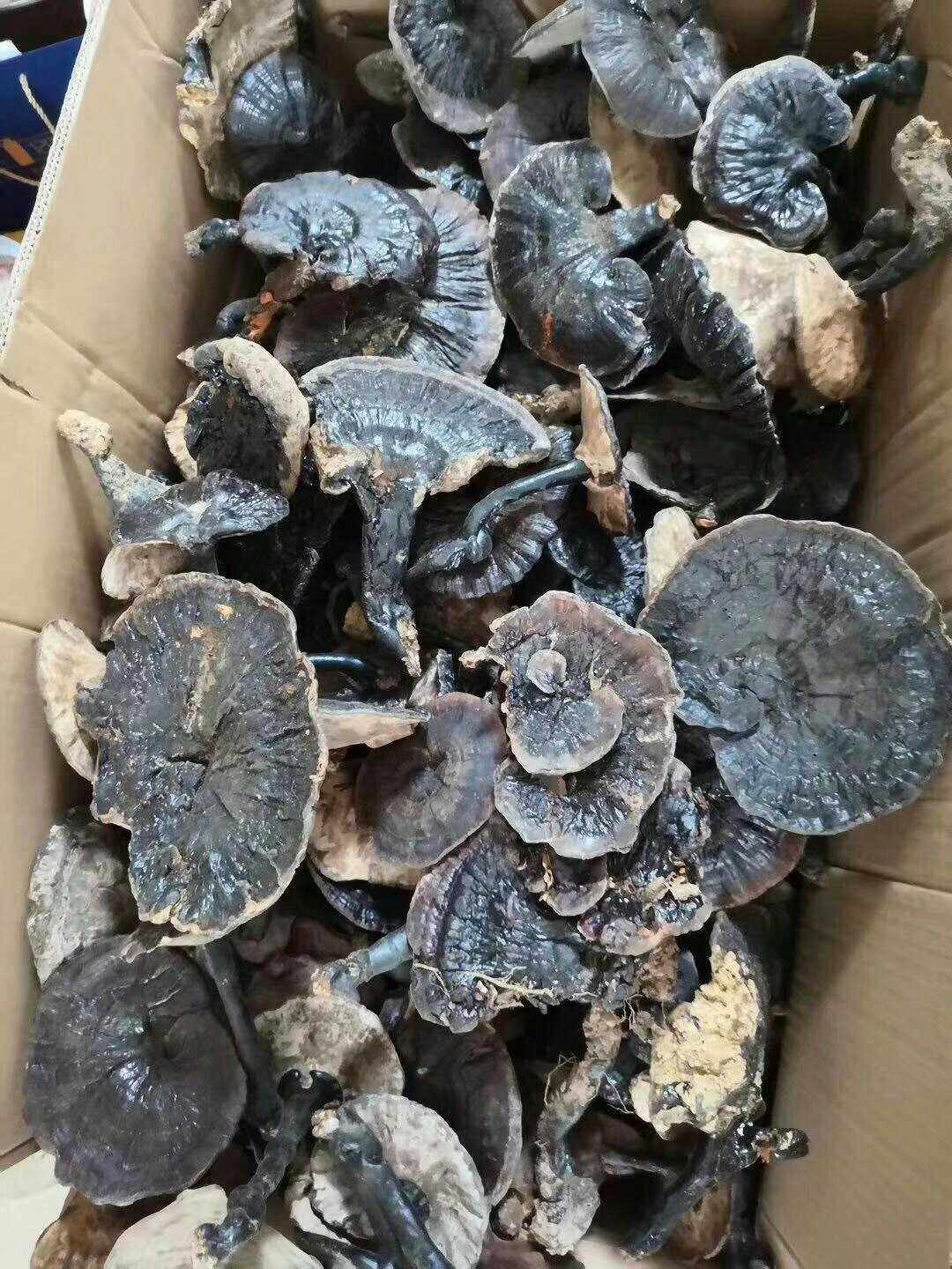 灵芝福建武平菇王野外孢子泡酒养生煲汤礼品商务礼品个性定制服务