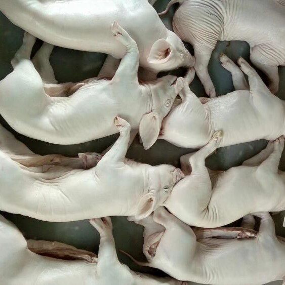 新新货新鲜速冻乳猪 小乳猪整只小香猪 烤乳猪烧烤食材小猪仔脆皮