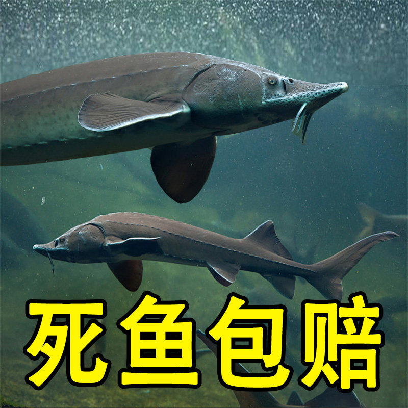 活体鲟鱼长白山冷水鲜活鲟龙鱼淡水鱼礼品中华鲟食用氧气送礼品