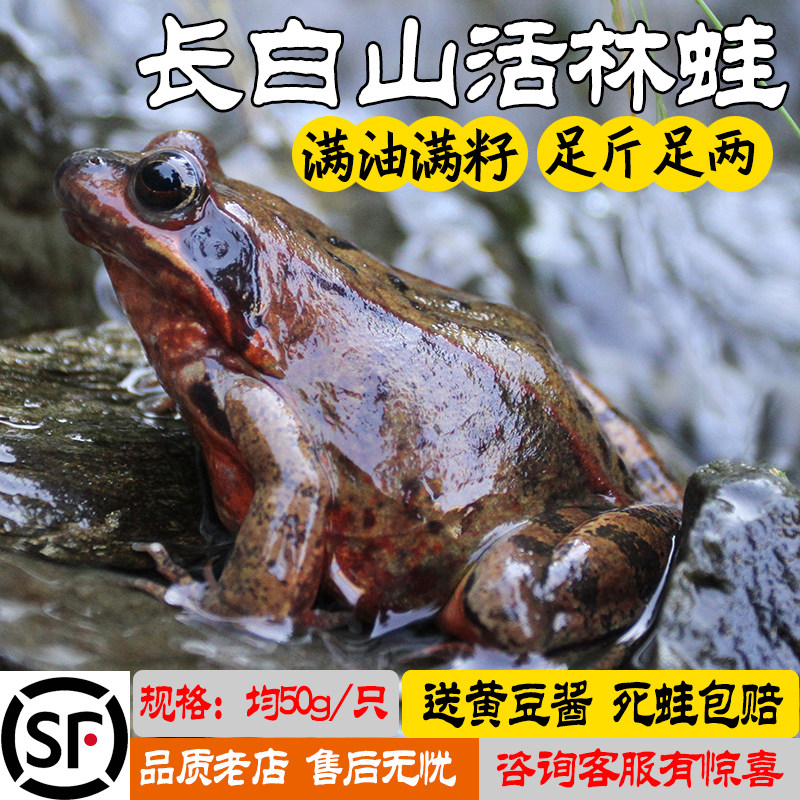 东北老农吉林活林蛙雪蛤母豹子蛤蟆哈什蚂籽油多顶两包邮特大顺丰