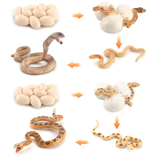 蛇生长周期模型仿真野生动物眼镜蛇沙蟒生长变化摆件儿童早教玩具