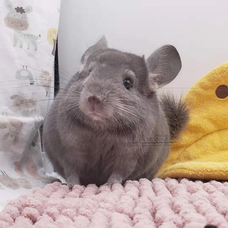 龙猫活体优惠券-搜券网