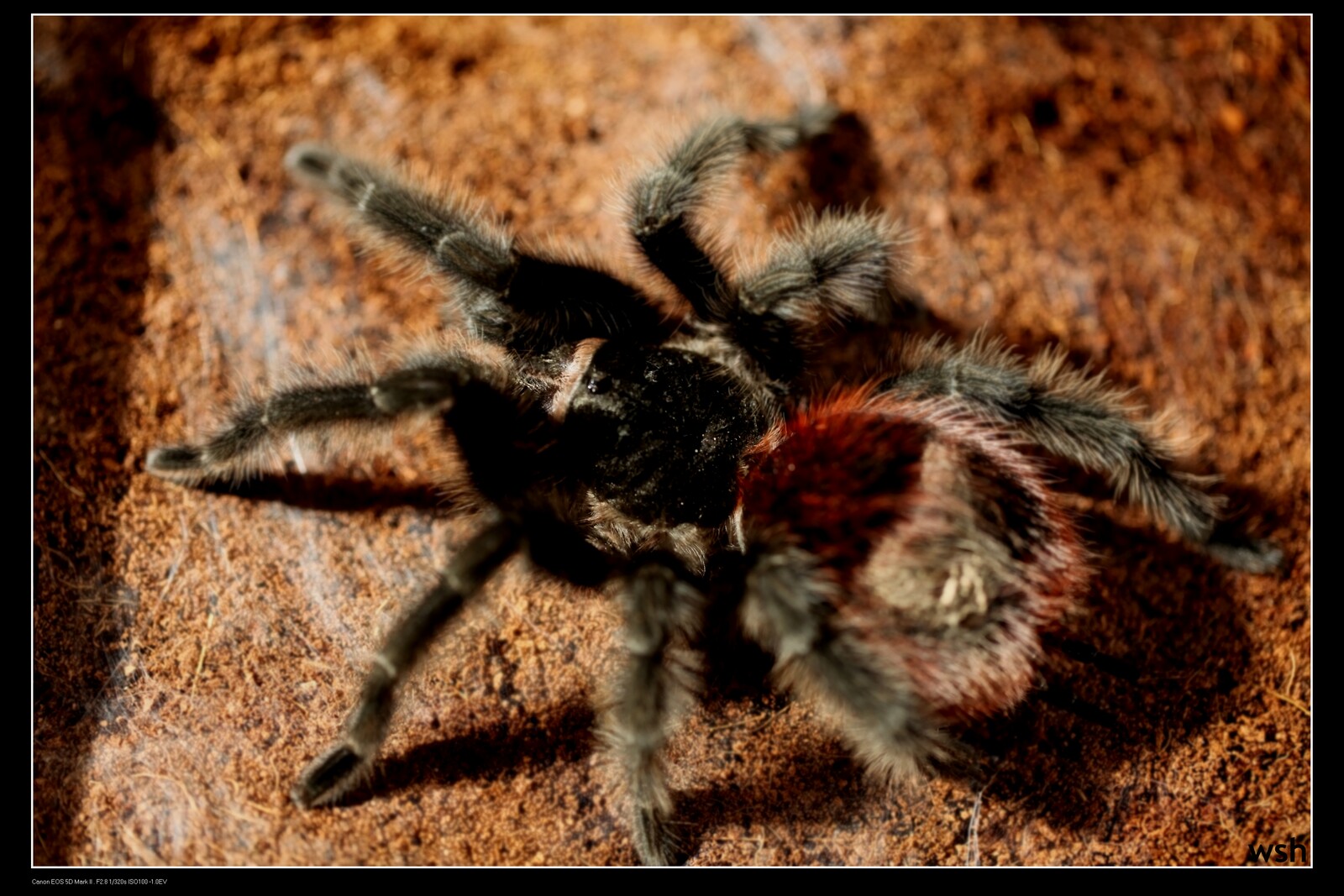 巴西红尾捕鸟蛛_巴西红尾百科图片_饲养繁殖_雌雄鉴别_sbike