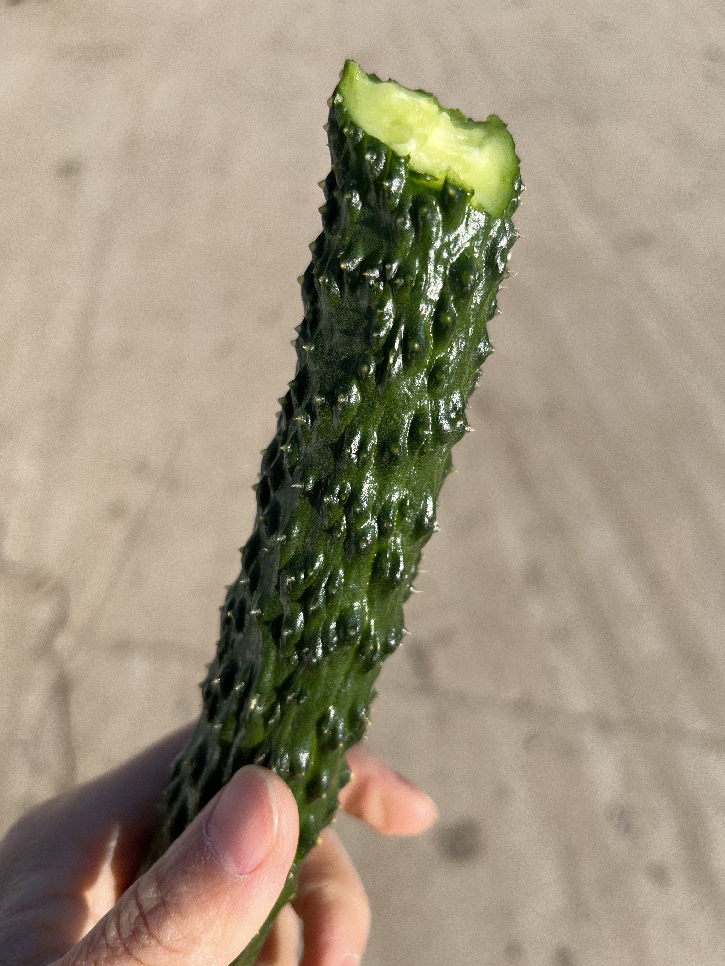 天津欢坨本地新鲜现摘绿心黄瓜京东快递到家