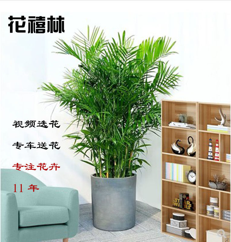 花禧林夏威夷椰子盆栽办公室内客厅盆栽吸甲醛开业礼品盆栽花卉植