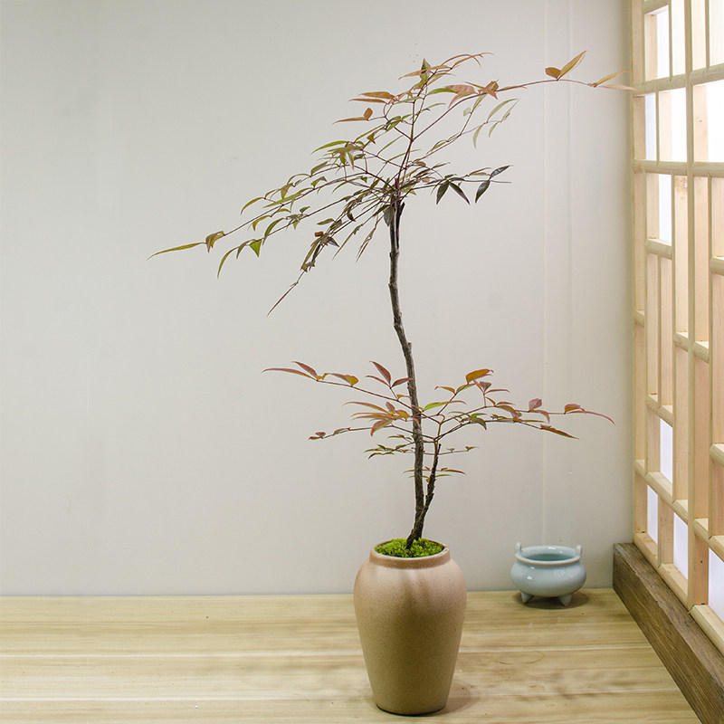 文人树中式插花茶台书桌办公室山野草创意微景观笔墨纸砚禅意盆栽