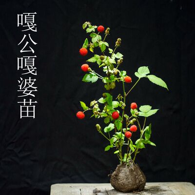 嘎公嘎婆蓬蘽苗 野草莓苗 地霉苗 覆盆子苗 带泥发货