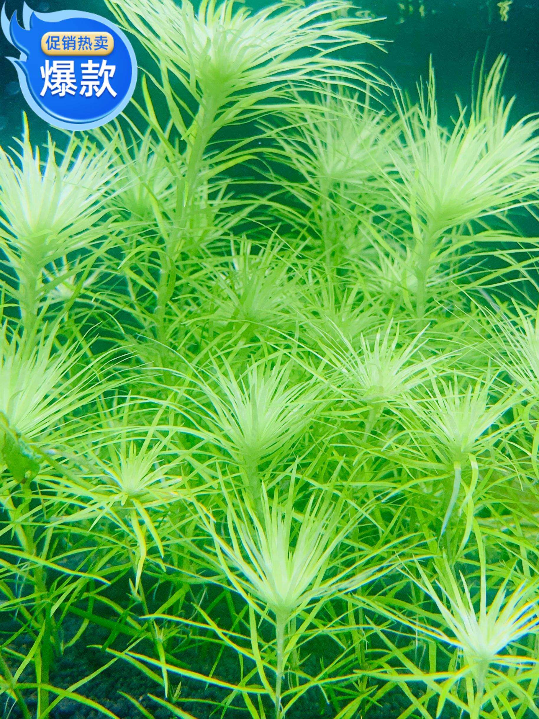 木木三/热带观赏水草 谷精太阳 鱼缸水族箱造景中后景水草