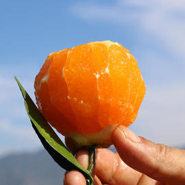 乐橙湖北秭归九月红脐橙橙子香甜爆汁果肉细腻无渣新鲜水果