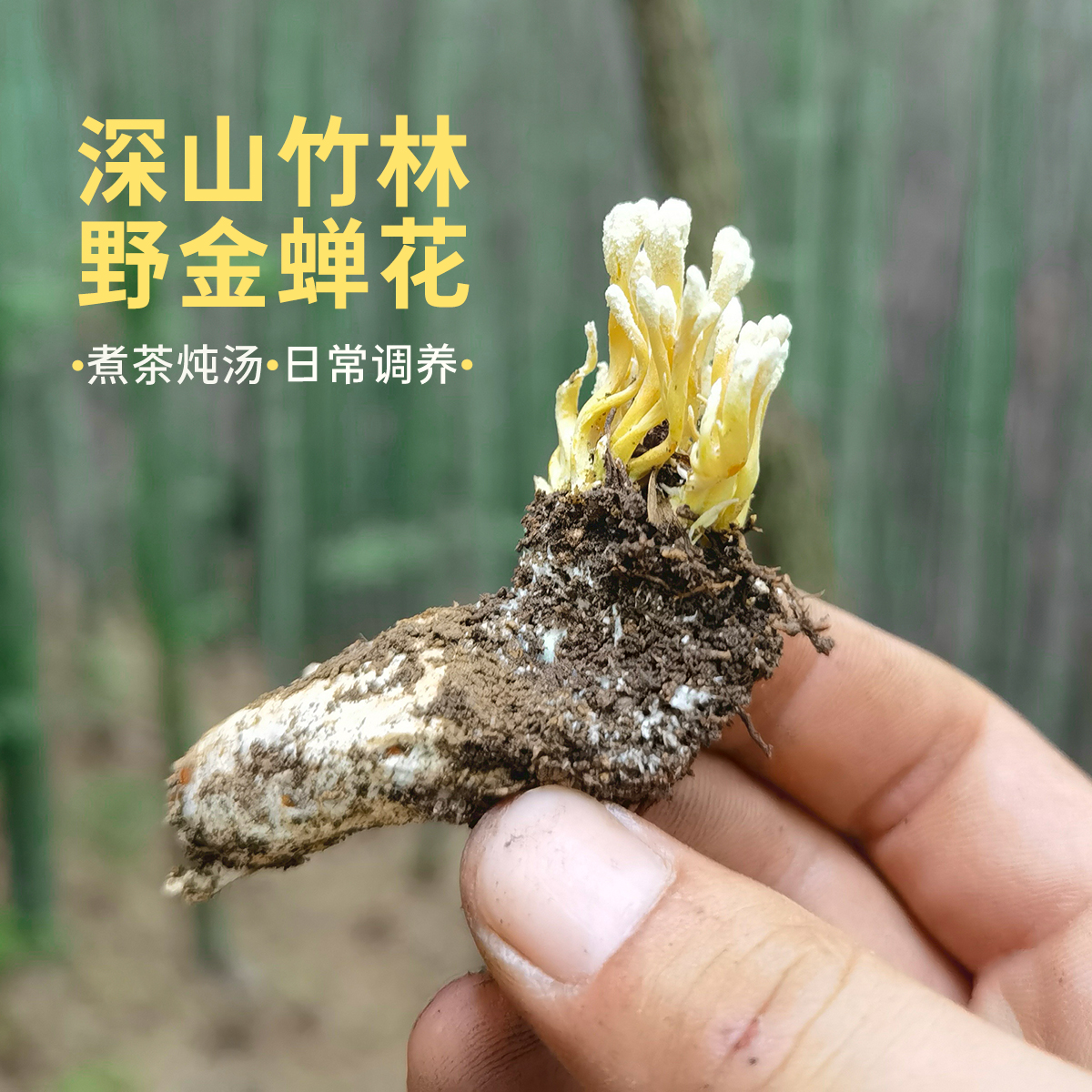 晚桔丨野金蝉花 皖南深山竹林臻品山珍 煮茶煲汤 日增补调养食用