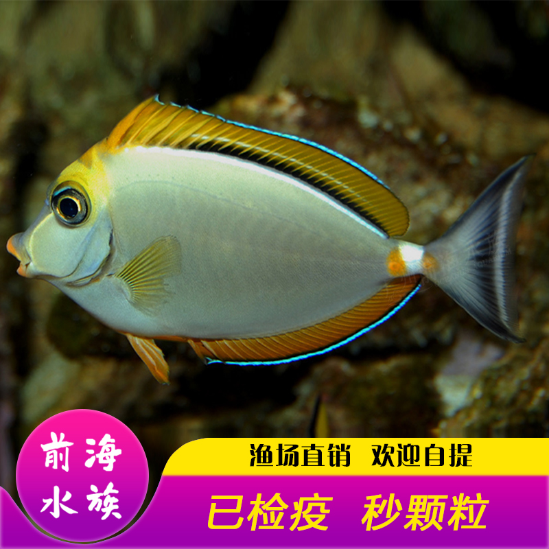 金毛活体海水观赏鱼吊类食藻海水族生物检疫养定鱼