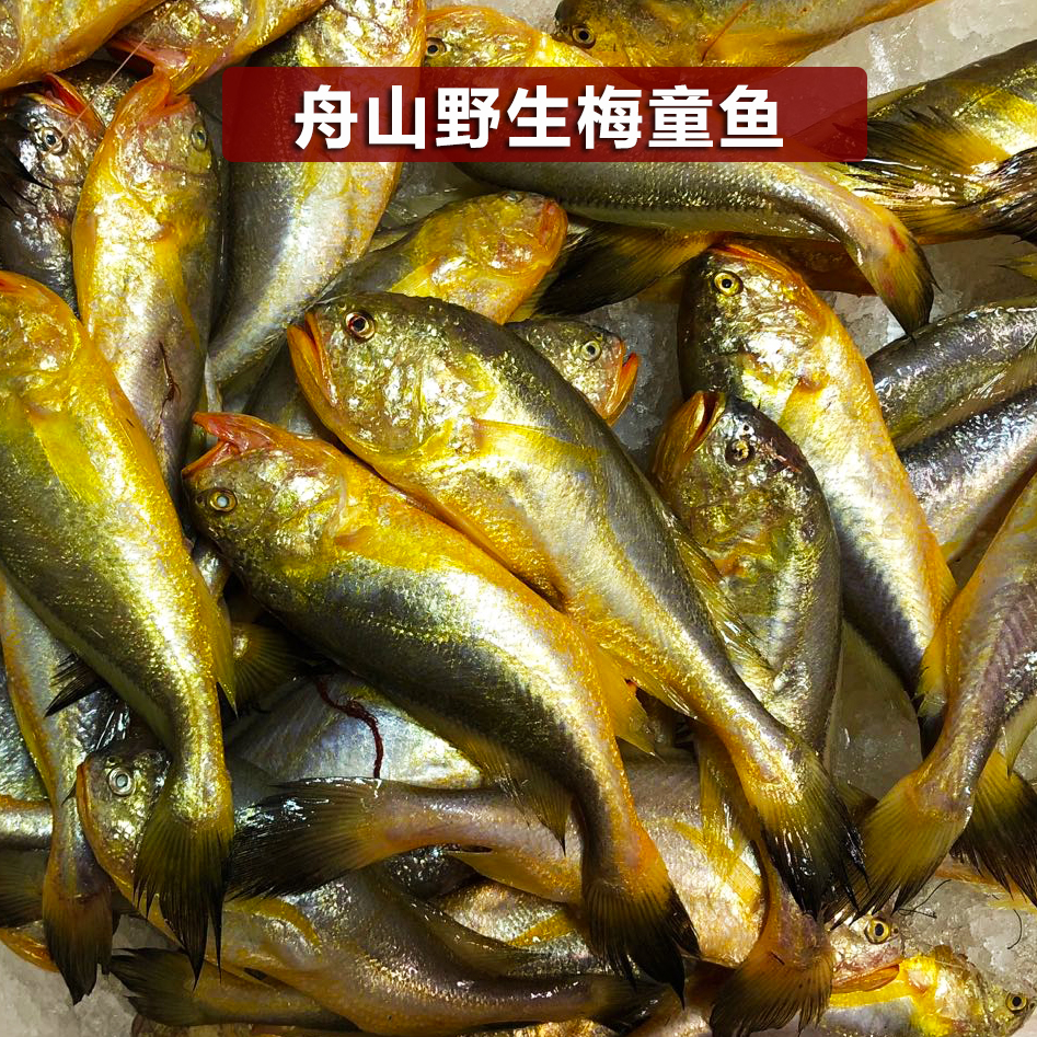 舟山海鲜野生梅童鱼梅鱼 子梅鱼18左右/斤当天捕捞顺丰发货