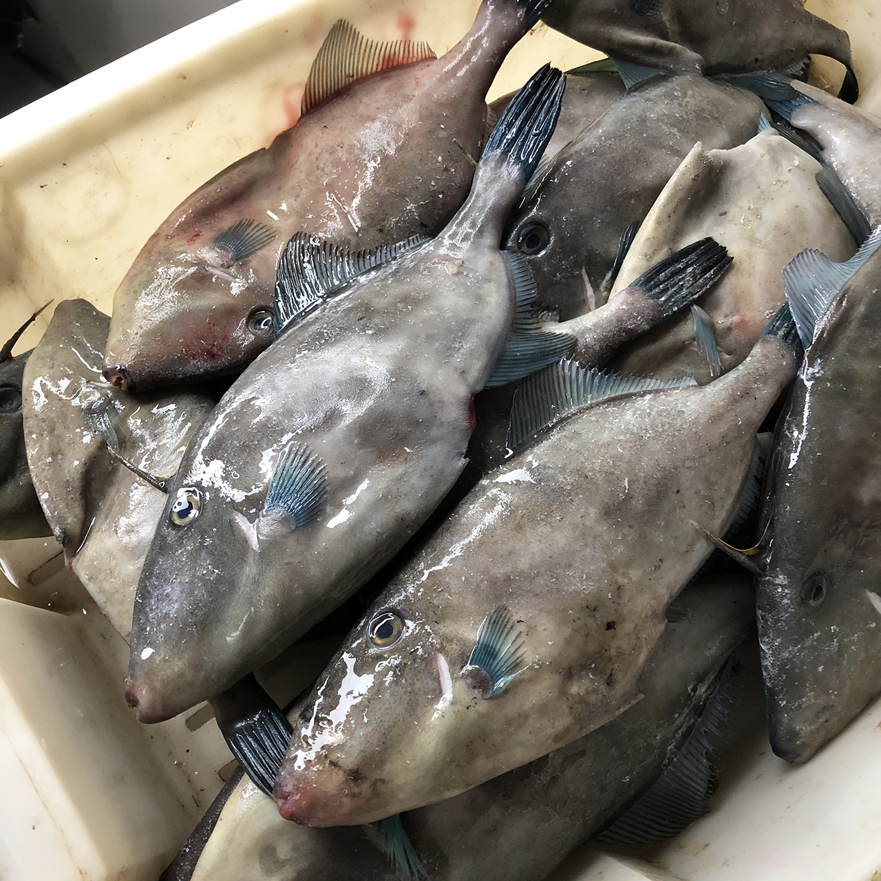 橡皮鱼新鲜马面鱼1斤25-30条其它