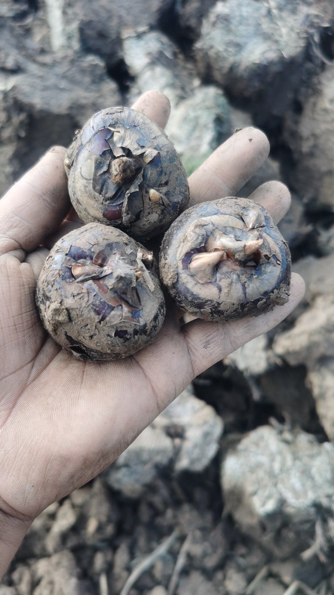 (今日10折)云南新鲜马蹄特大果5斤—荸荠/马蹄