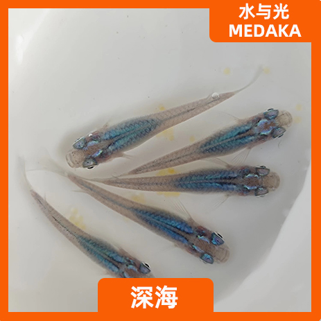 观背青鳉深海新手可孵化卵不打氧淡水冷水小型观赏蓝色原生迷你鱼