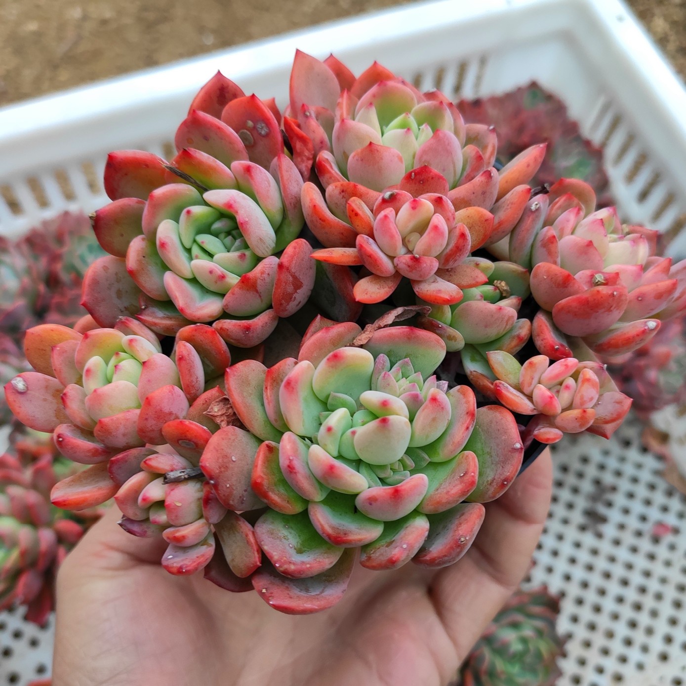 芬达多肉植物花卉绿植组合盆栽促销爆款满包邮多多花房