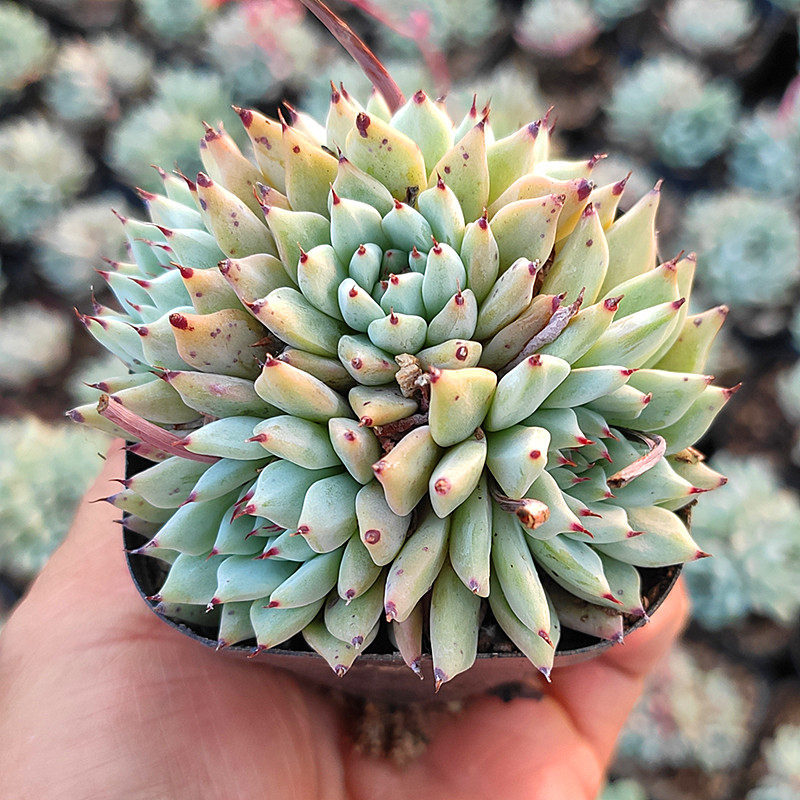 原始绿爪多肉植物超萌花卉盆栽促销爆款满包邮多多花房