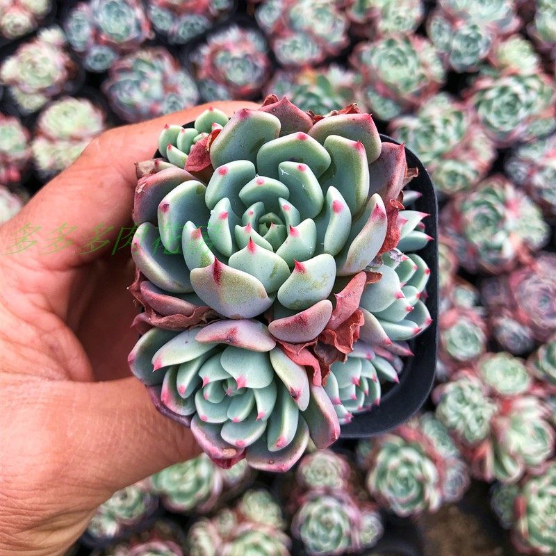 娜娜小勾多肉植物超萌花卉绿植盆栽促销满包邮多肉植物