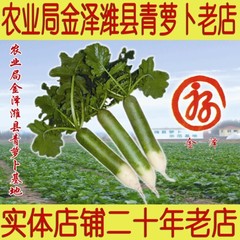 新鲜现拔 潍县萝卜 潍坊萝卜潍县青萝卜水果萝卜 农业局基地生产