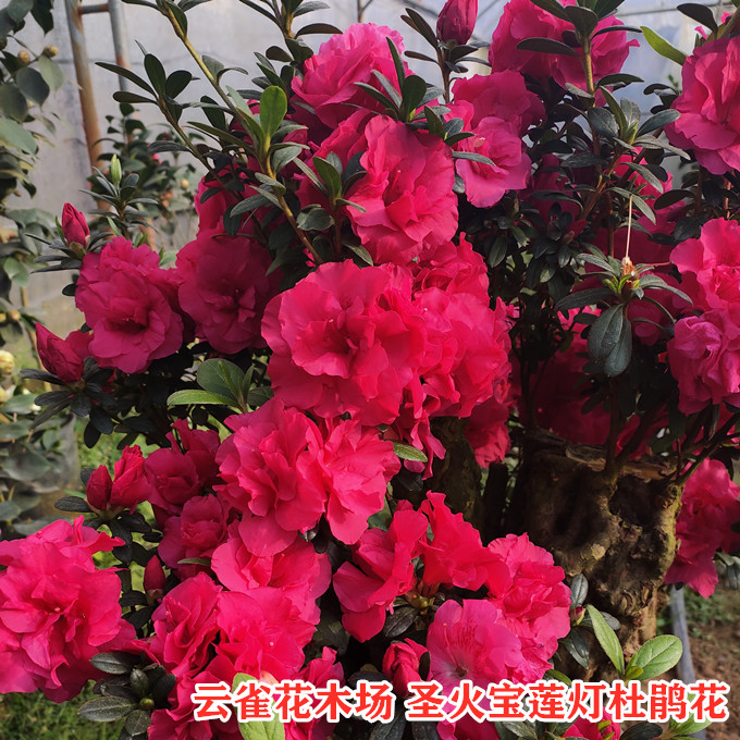 圣火宝莲灯火炬杜鹃花四季比利时西洋杜鹃花品种杜鹃